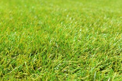Beautiful green grass. Artificial lawn. Close-up. Background. Texture.