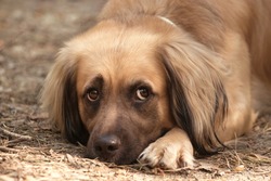 Sad look of a dog lying on the ground. Red dog photographed close-up. The muzzle and paws of a red dog.  The dog’s emotions are reflected in her eyes. Walk with the dog. The mood for a walk