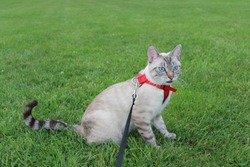 Surprised siamese cat on leash sitting on the grass 