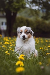 Australian Shepherd cub exploring the garden for the first time. Blue merle sitting in the grass between dandelions, resting after a run. The cutest puppy of the Canis lupus breed.