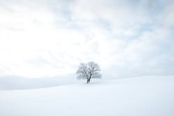 Historic monumental tree covered in snow and a pure untouched snow field. Minimalism in nature. Soft light. Alone tree. Kozlovice Beskydy, Czech Republic.