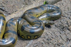 Green Anaconda Snake, Amazon, Peru