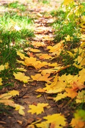 Autumn background with fall foliage. Yellow maple leaves on the path on the grass. Warm autumn sunny weather
