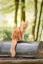 Playful red ginger tabby maine coon kitten outdoor
