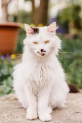 Homeless grimy cat portrait. Animals are homeless. Small depth of field. A stray abandoned cat