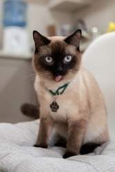 Home life with a pet. Cat inside. Blue eyes. Siamese cats