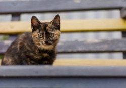 Homeless grimy cat portrait. Animals are homeless. Small depth of field. A stray abandoned cat