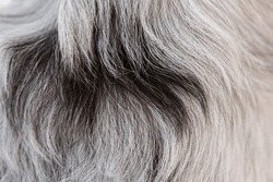 Furry long hair of merle dog. Australian Shepherd dog detail. Dog fur close up