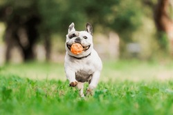 A dog runs through the grass with a ball in his mouth. French bulldog 