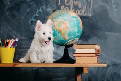 Back to school concept.. West Highland White Terrier puppy with school supplies. Education and learning concept.