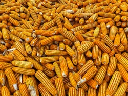 Corn texture. Yellow corns as background. Corn vegetable pattern. Background of bulk of yellow corn grains. Shiny corns. Grains of ripe corn. Sell. Buy. Generate.