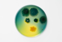 Petri dish and culture media with bacteria on white background with clipping, solid media, nutrient agar, Test various germs, virus, Coronavirus, Corona, COVID-19, Microbial population count.