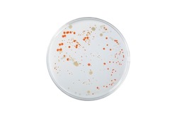 Petri dish or culture media with bacteria on white background with clipping, Test various germs, virus, Coronavirus, Corona, COVID-19, Microbial population count. Food science.