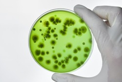 Hand with Petri dish or culture media with bacteria on white background with clipping, Test various germs, virus, Coronavirus, COVID-19, Microbial population count. Food science.