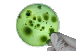 Hand with Petri dish or culture media with bacteria on white background with clipping, Test various germs, virus, Coronavirus, COVID-19, Microbial population count, Food science.