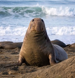 Young male northern elephant seal with dangling proboscis nose sits up on California beach in morning light.