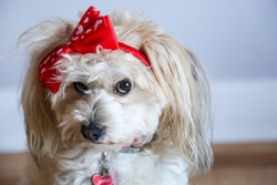 Cute fluffy little dog with a red bow for Valentines Day