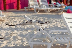 Eating seagull stealing food from a table