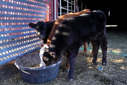 One calf cautiously glances at camera during dinner time
