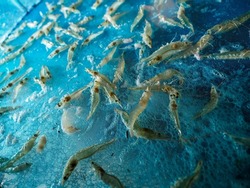 Small white shrimp in sampling net. White Shrimp Farm