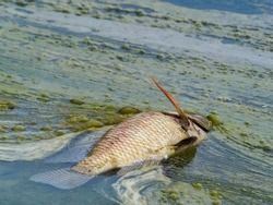 Dead fish floating in algae bloom.Water pollution
