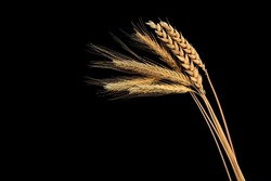 Dry ears of wheat grain isolated on black background
