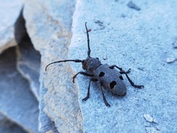 Large beetle with antennae and black dots on its back