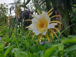 Dragon fruit flower with gass