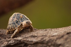 Indian star tortoise slowly walking in gujarat, India