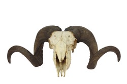 ram skull with big horn isolated on white background