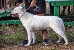 A white swiss shepherd dog running in summer.