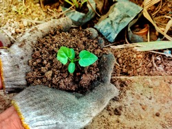 Hands with gauntlets. Soil and trees for propagation, symbol of growth Nature, society, business