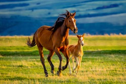 A beautiful brown mare nurturing and teaching her sweet new little foal on a golden summers evening