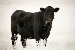 A beautiful contrast of a Black Angus Cow grazing in a white frosted field on a foggy wintry morning in open range country Idaho