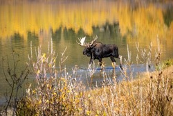 Bull moose in lake with autumn colors Grand Teton, Wyoming