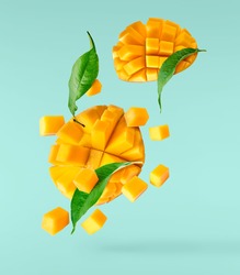 Fresh ripe mango with leaves falling in the air isolated on turquoise background. Food levitation concept. High resolution image