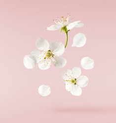 A beautiful image of spring white cherry flowers flying in the air on the pastel pink background. Levitation conception. High resolution image