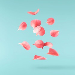A beautiful image of sping pink flowers flying in the air on the turquoise background. Levitation conception. Hugh resolution image