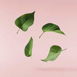 Fresh lilac beautiful green leaves falling in the air isolated on pink background. Zero gravity or levitation spring flowers conception, high resolution image