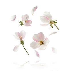 Fresh quince blossom, beautiful pink flowers falling in the air isolated on white background. Zero gravity or levitation, spring flowers conception, high resolution image