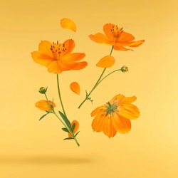 Beautiful orange cosmos flower falling in the air isolated on yellow background. Levitation or zero gravity flowers conception. Creative floral layout. High resolution image
