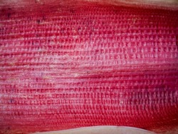 Red banana flower texture close-up for abstract nature background.