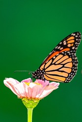 Monarch butterfly perched on pink zinnia flower with green background