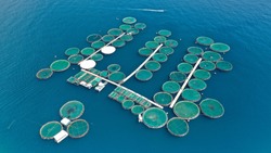 Aerial drone photo of large fish farming unit of sea bass and sea bream in growing cages in calm waters