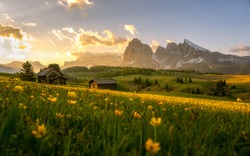 Dramatic misty fog with rolling flower and green grass hills during summer in Ski resort Seiser alm, South Tyrol, Italy. 