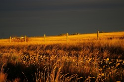 Farm Fields in Alberta, Canada