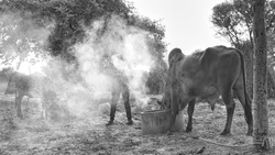 Indian farmer burning neem tree leaves to save his cows from lumpy or lampi disease. Precaution of lumpy disease.
