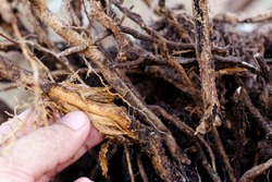 Hand hold Stripped tree root,foot and root rot which fungus is causing the problem