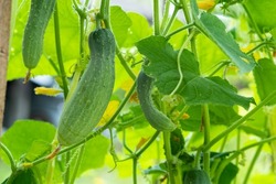 Close up Deformation of cucumber on vine,lack of trace elements