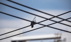 Pigeons sitting on the electric high-rise wire. Birds on the power line. Calm pigeon on electricity wire.